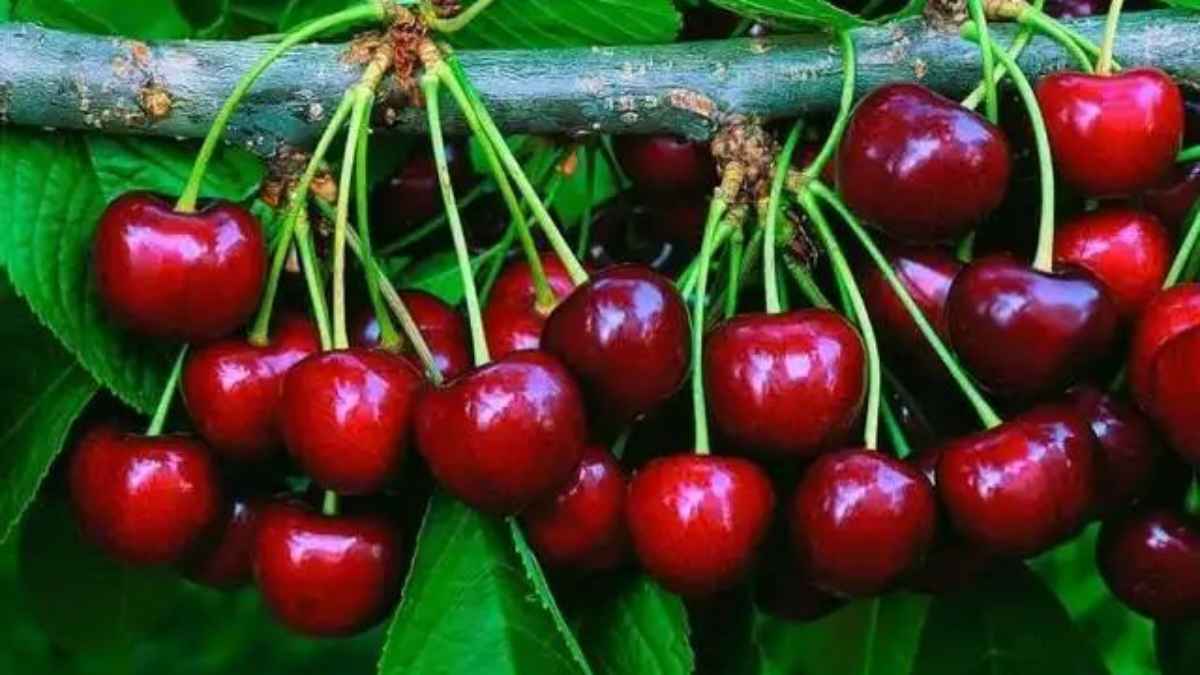 Adani Agri Fresh