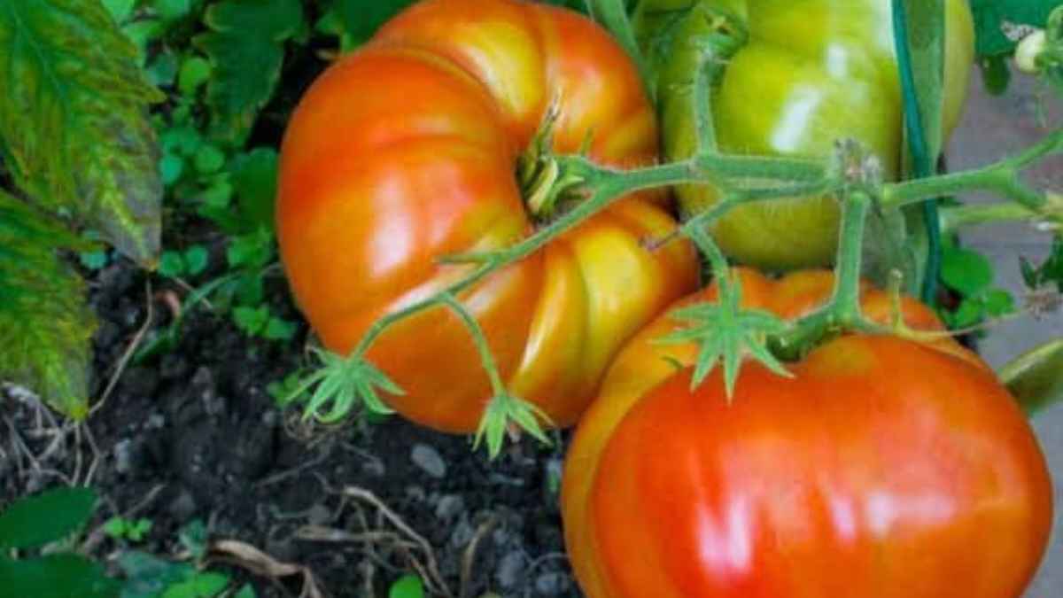 Desi Tamatar