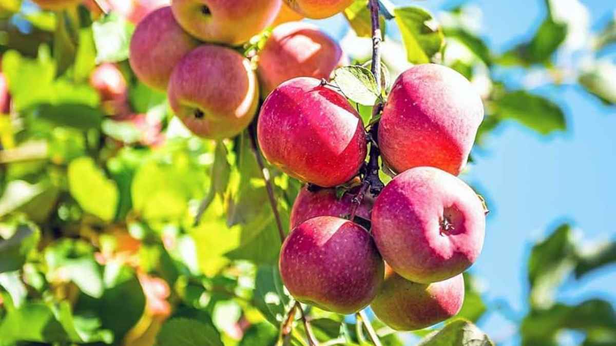 Himachal Apple