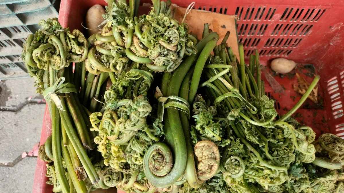 Lingdi vegetable is rich in medicinal properties