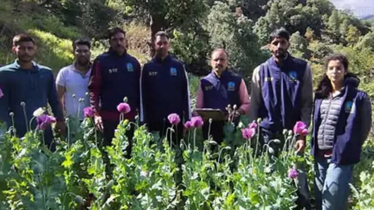 Opium cultivation in Mandi