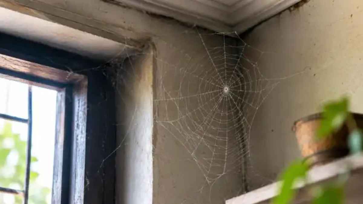 SpiderWebs