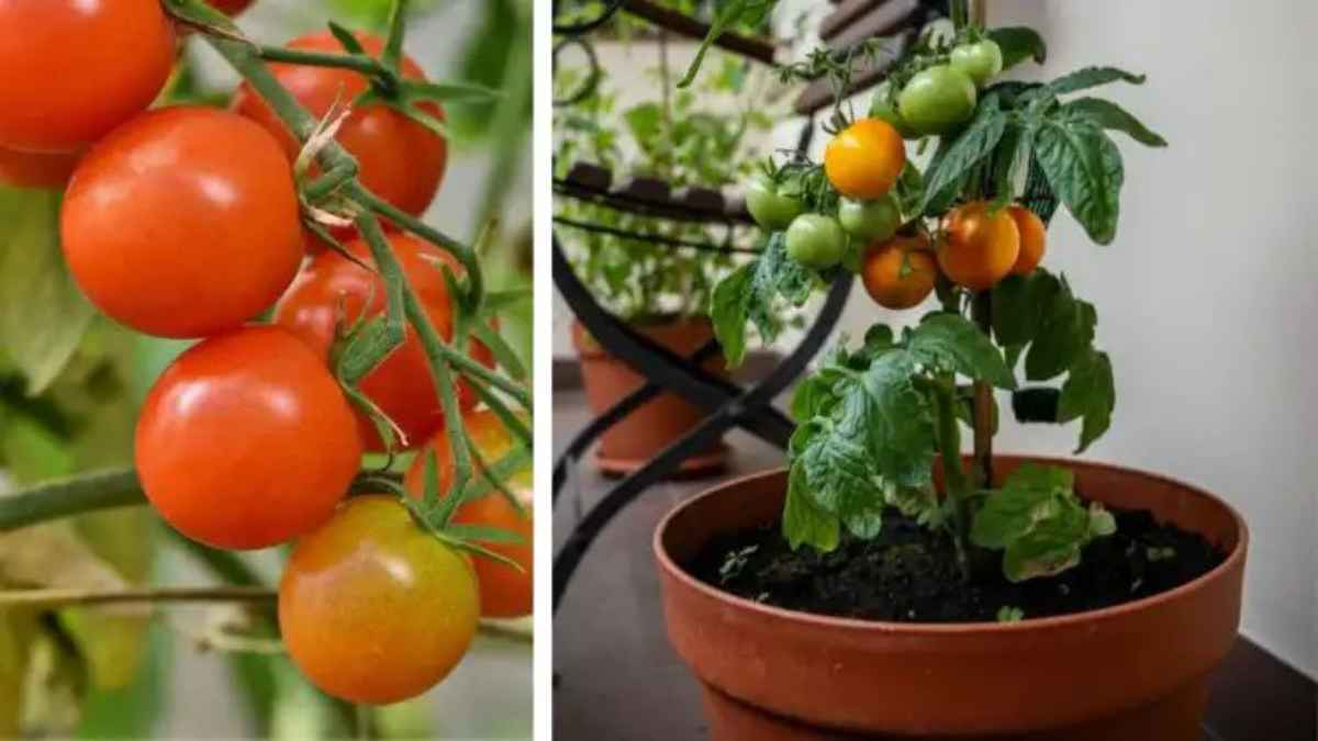TomatoPlantCare