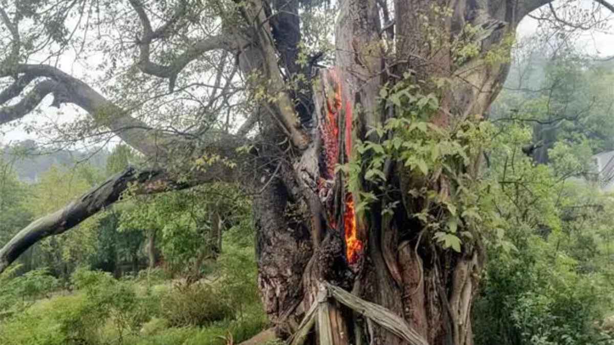 कांगड़ा में कुदरत का खौफनाक कहर! आसमान से गिरी मौत की बिजली, धू-धू कर जला विशाल पेड़, मंजर देख कांप उठे लोग lightning struck the tree