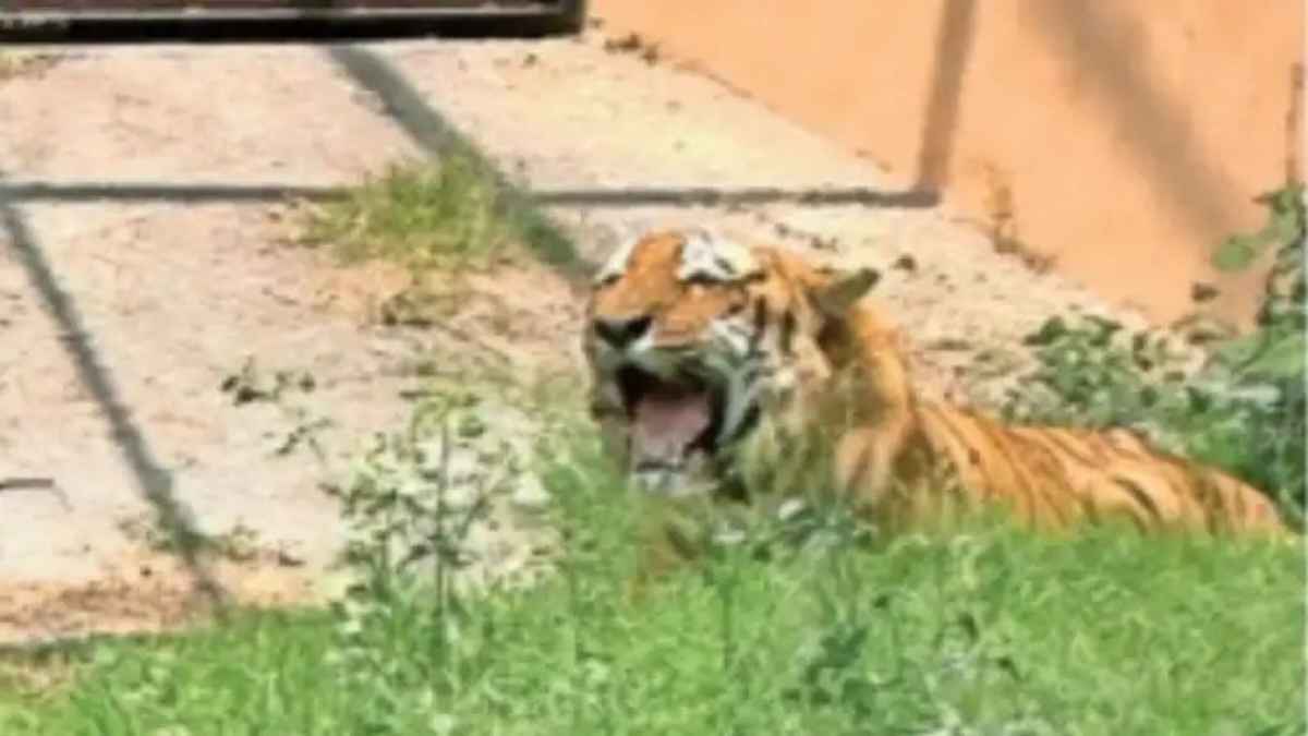 tiger