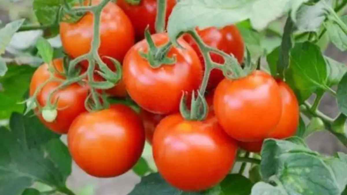 दुनिया में बजा भारत का डंका, लेकिन क्या आप जानते हैं देश का ‘टोमैटो किंग’ कौन है? आंकड़े देख चौंक जाएंगे! top tomato producing states in india