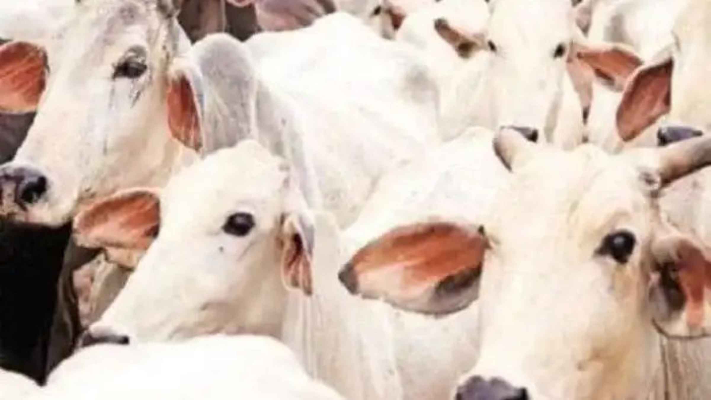 west bengal animal slaughter rules 